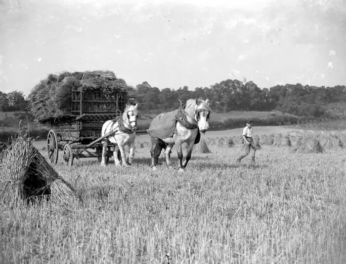 Framed Print : Harvesting scene. Boy leads laden horse and cart. 1934 Framed Print : Harvesting scene. Boy leads laden horse and cart. 1934