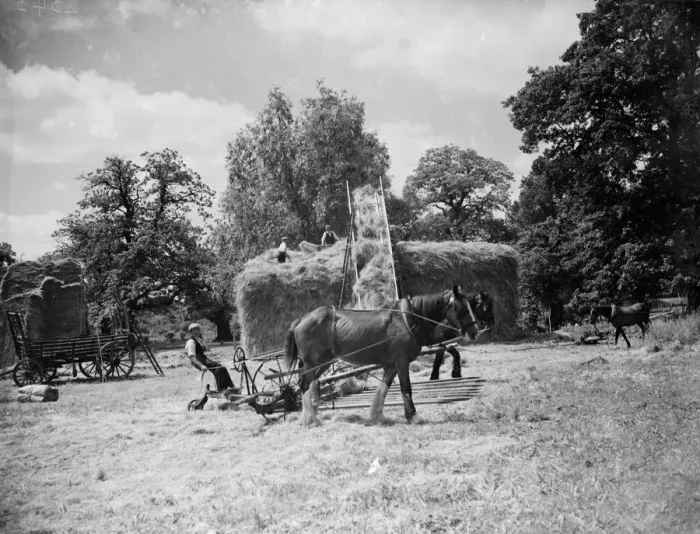 Framed Print : Hay making on the farm at Foots Cray, Kent. 1935 Framed Print : Hay making on the farm at Foots Cray, Kent. 1935