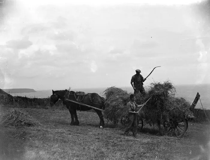 Framed Print : Haymaking in Cadgwith, Cornwall. Horse, cart, farmer, pitchfork. 1933 Framed Print : Haymaking in Cadgwith, Cornwall. Horse, cart, farmer, pitchfork. 1933