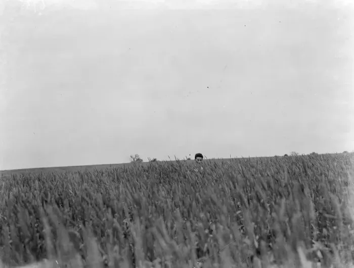 Framed Print : Only the head of a man can be seen over the tall wheat stems. 1937 Framed Print : Only the head of a man can be seen over the tall wheat stems. 1937