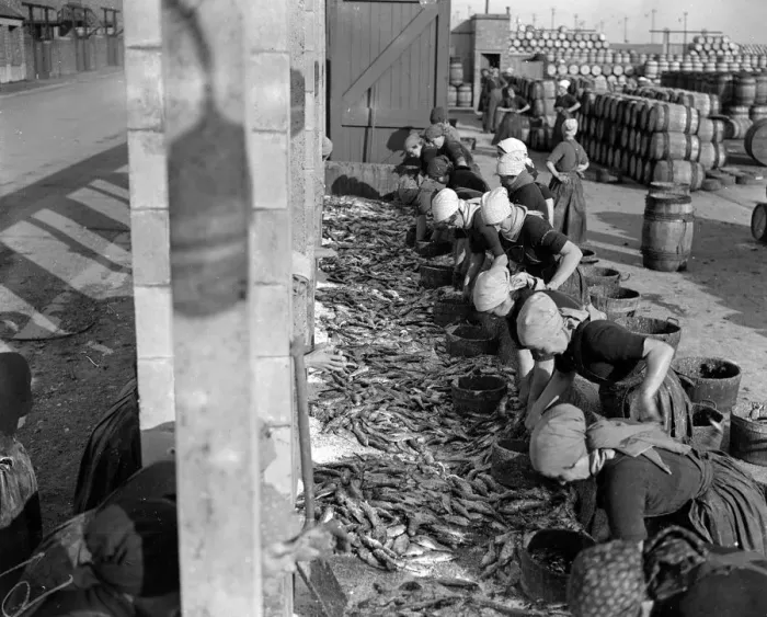 Framed Print : Herring Fishery at Great Yarmouth, Norfolk, England Fisher girls gutting and cleaning Framed Print : Herring Fishery at Great Yarmouth, Norfolk, England Fisher girls gutting and cleaning