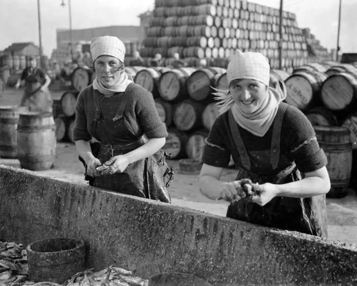 Framed Print : Herring Fishery at Great Yarmouth, Norfolk, England. Fisher girls gutting the herring Framed Print : Herring Fishery at Great Yarmouth, Norfolk, England. Fisher girls gutting the herring