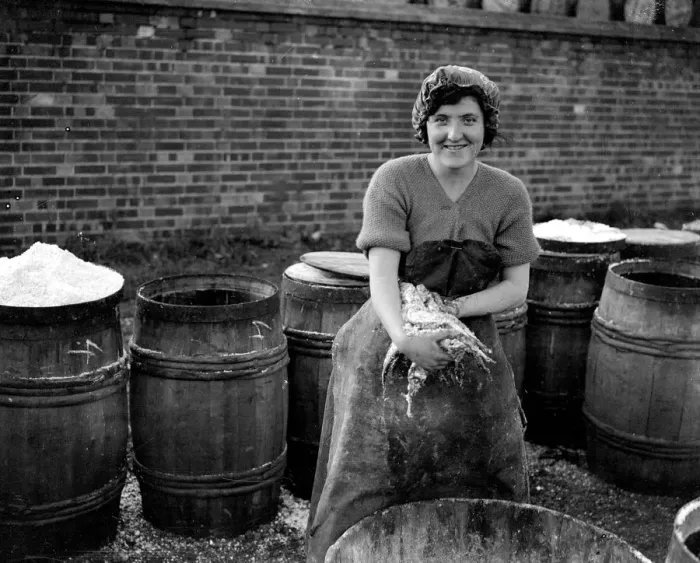 Framed Print : Herring Fishery at Great Yarmouth, Norfolk, England. Fisher girl gutting the herring Framed Print : Herring Fishery at Great Yarmouth, Norfolk, England. Fisher girl gutting the herring