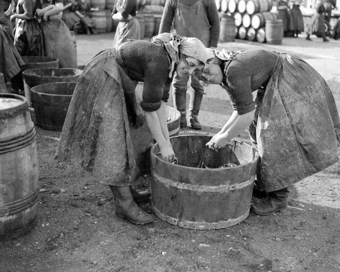 Framed Print : Herring Fishery at Great Yarmouth, Norfolk, England Framed Print : Herring Fishery at Great Yarmouth, Norfolk, England