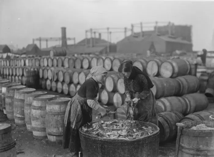 Framed Print : Herring harvest at Lowestoft Scotch fisher girls gutting and packing the fish Framed Print : Herring harvest at Lowestoft Scotch fisher girls gutting and packing the fish