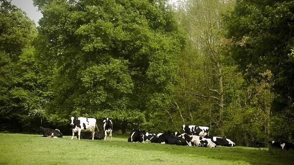 Holstein cows grazing on hilly field on organic farm in the weald of Kent UK credit