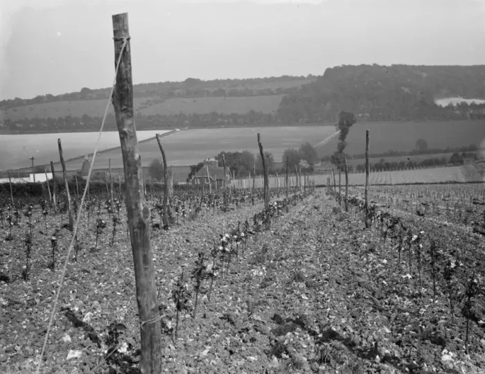 Framed Print : Hop field in Shoreham, Kent. 1936 Framed Print : Hop field in Shoreham, Kent. 1936