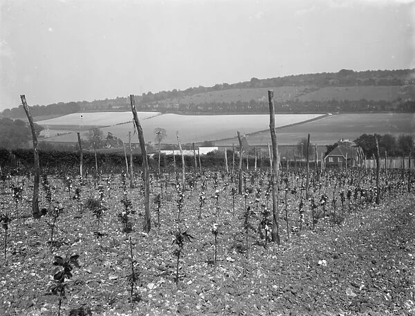 Hop field in Shoreham, Kent. 1936