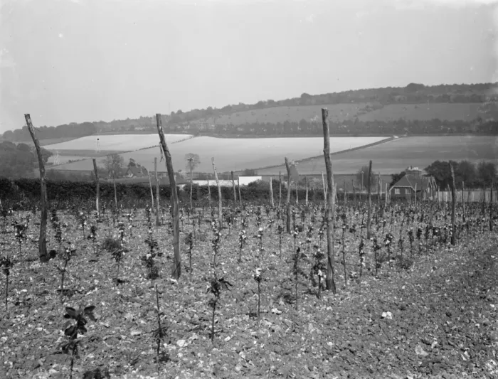 Framed Print : Hop field in Shoreham, Kent. 1936 Framed Print : Hop field in Shoreham, Kent. 1936