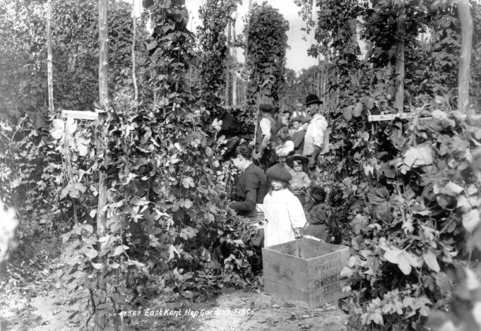 Framed Print : Hop pickers c 1901 Kent