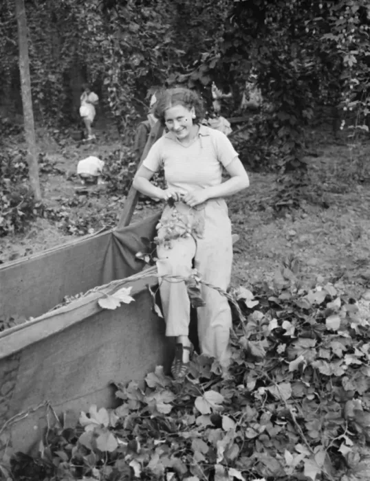 Framed Print : Hop pickers in East Peckham. 1 September 1938