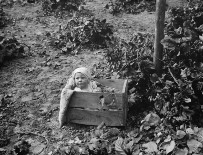 Framed Print : Hop pickers in East Peckham. A baby in a fruit box. 1 September 1938 Framed Print : Hop pickers in East Peckham. A baby in a fruit box. 1 September 1938