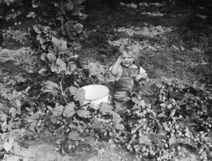 Framed Print : Hop pickers in East Peckham. A child helping in the hop field. 1 September 1938 Framed Print : Hop pickers in East Peckham. A child helping in the hop field. 1 September 1938