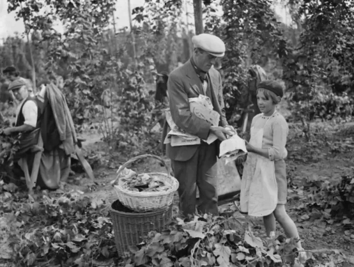 Framed Print : Hop pickers in East Peckham. Young and old helping in the hop field. 1 September 1938 Framed Print : Hop pickers in East Peckham. Young and old helping in the hop field. 1 September 1938