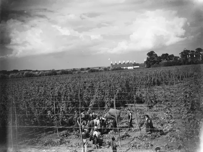 Framed Print : Hop pickers in the hop fields with the tops of the oast houses showing in the distance