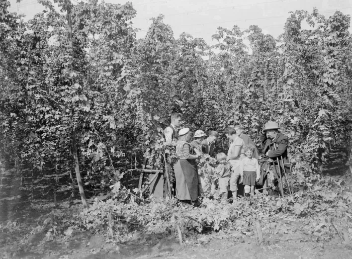 Framed Print : Hop picking. 1935 Framed Print : Hop picking. 1935
