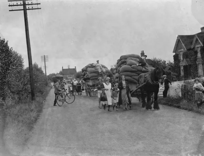Framed Print : Hop picking. 1935 Framed Print : Hop picking. 1935