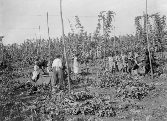 Framed Print : Hop picking. 1935 Framed Print : Hop picking. 1935