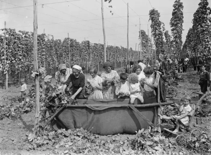 Framed Print : Hop picking. 1935