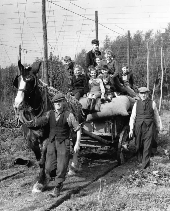 Framed Print : Hop Picking Beltring, Kent Children having great fun riding a cart horse round Framed Print : Hop Picking Beltring, Kent Children having great fun riding a cart horse round
