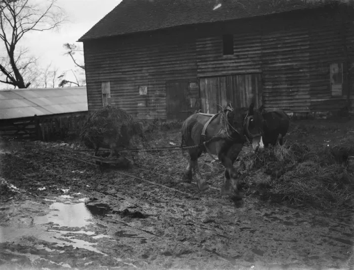 Framed Print : A horse carting muck in the farmyard. 1935 Framed Print : A horse carting muck in the farmyard. 1935
