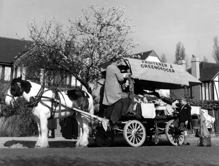 Framed Print : Horse-drawn fruiterer and greengrocer on his rounds in 1955 Framed Print : Horse-drawn fruiterer and greengrocer on his rounds in 1955