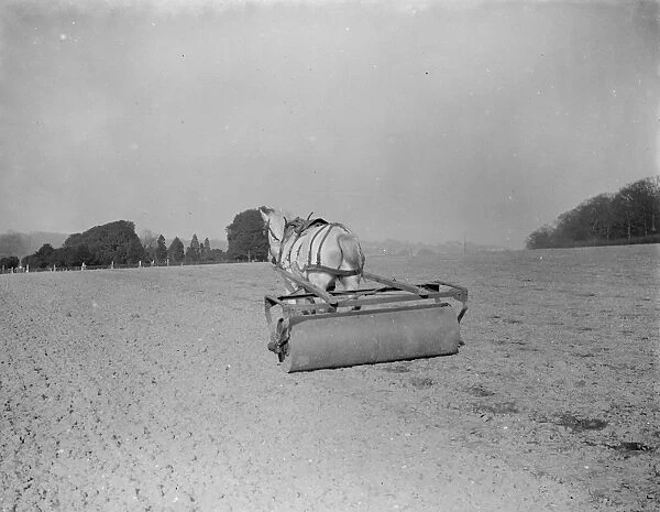 A horse drawn roller rolling in oats in field. 1938