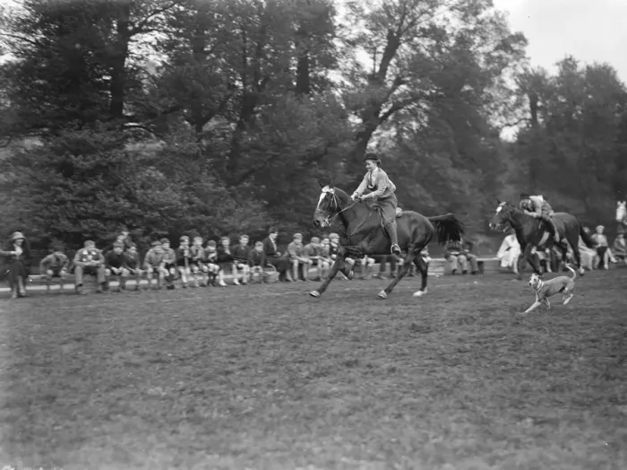 Framed Print : Horse gymkhana. 1935