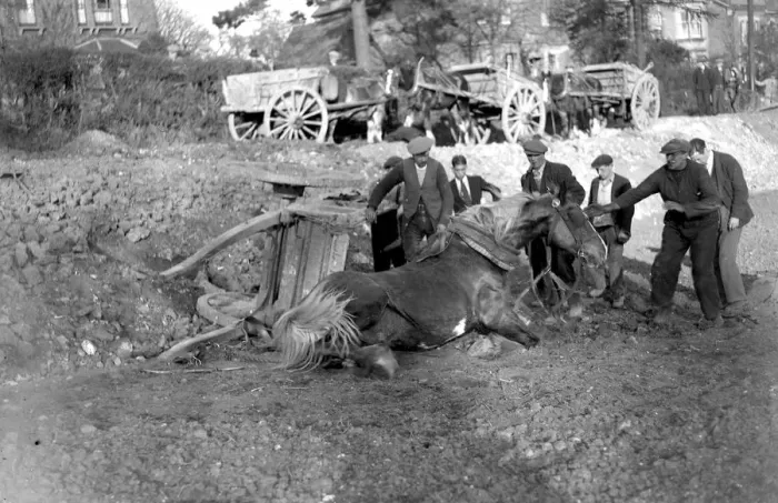 Framed Print : Horse mishap, overturned cart, fallen down horse (Sidcup Hill). 1934 Framed Print : Horse mishap, overturned cart, fallen down horse (Sidcup Hill). 1934