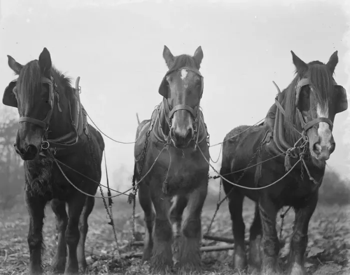 Framed Print : A three horse team ploughing a field in Swanley, Kent. 1939 Framed Print : A three horse team ploughing a field in Swanley, Kent. 1939
