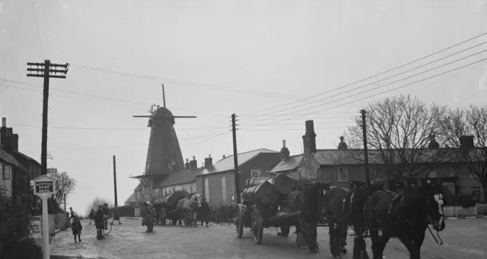 Framed Print : Horse teams tow tree trunks away from the windmill. 1936