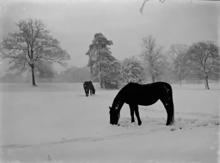 Framed Print : Horses grazing on a snow covered field in Kent. 1939 Framed Print : Horses grazing on a snow covered field in Kent. 1939