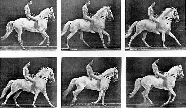 Horses Some Phases of the Canter Gait