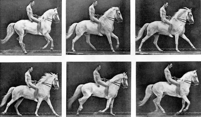 Framed Print : Horses Some Phases of the Canter Gait Framed Print : Horses Some Phases of the Canter Gait
