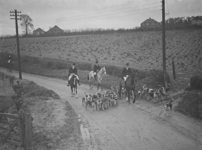 Framed Print : The huntsmen and their hounds follow the scent down the road. 31 January 1938 Framed Print : The huntsmen and their hounds follow the scent down the road. 31 January 1938
