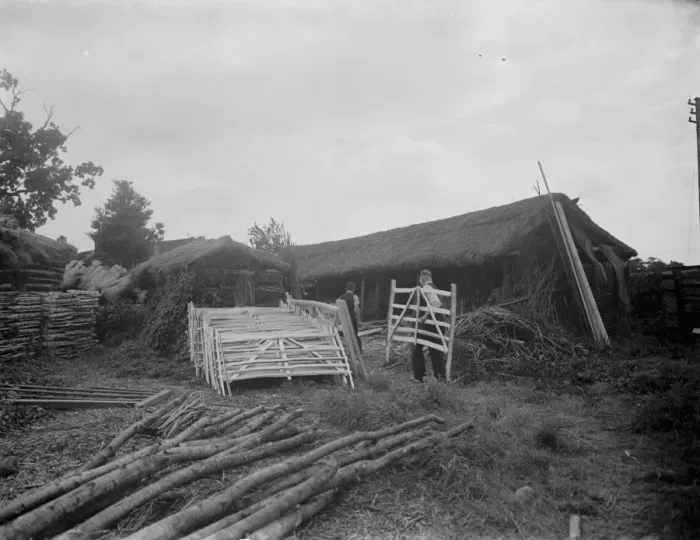 Framed Print : Hurdle making. 1937