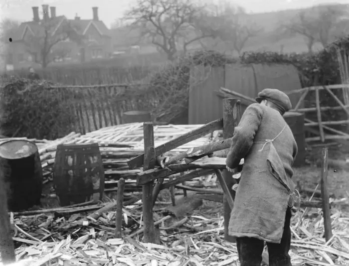 Framed Print : Hurdle making in Cuxton, Kent. Splitting the wood. 1937 Framed Print : Hurdle making in Cuxton, Kent. Splitting the wood. 1937
