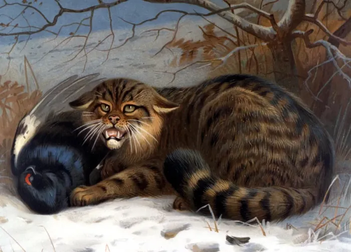 Framed Print : Illustration of a wild cat from Richard Lydekkers Royal Natural History, 1896