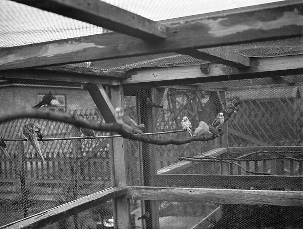 The interior of Mr R G Halls bird aviary at Bexleyheath showing the budgerigars