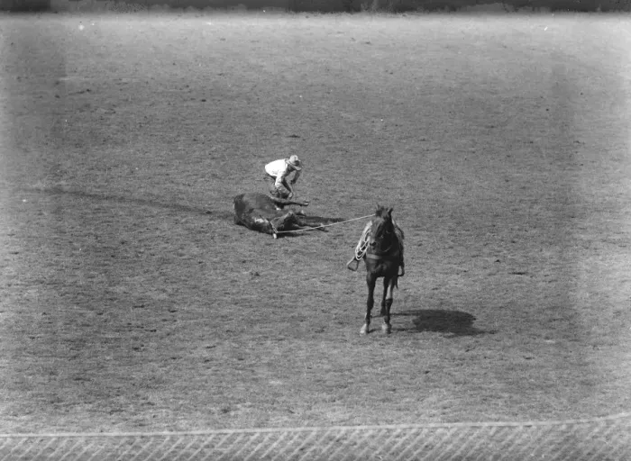 Framed Print : International rodeo at Wembley. Tying up the steer after it had been successfully lassoed Framed Print : International rodeo at Wembley. Tying up the steer after it had been successfully lassoed