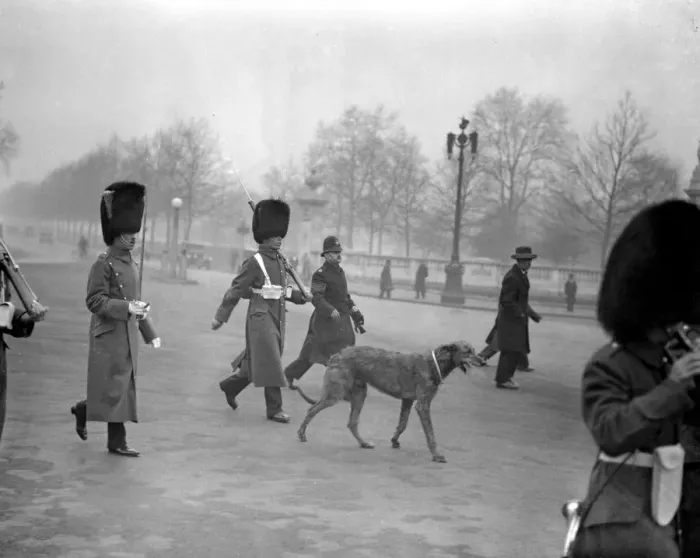 Framed Print : Irish Guards Mascot jumps from car to follow the Colours. Feb 23rd 1932 Framed Print : Irish Guards Mascot jumps from car to follow the Colours. Feb 23rd 1932
