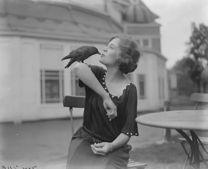 Framed Print : Jacks Lady Friend. A tame jackdaw at The Karsino, Taggs Island in the River