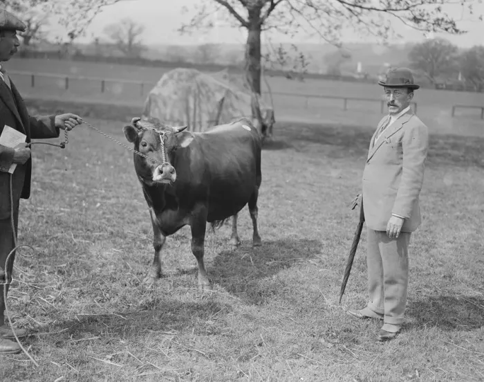 Framed Print : Jersey Cattle Show at Tunbridge Wells Viscount Hardinge with his 2nd prize jersey Framed Print : Jersey Cattle Show at Tunbridge Wells Viscount Hardinge with his 2nd prize jersey