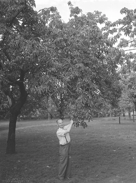 John Clark and his farm in Rainham, Kent cherry picking July 1946