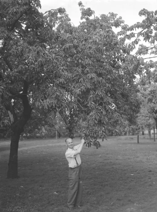 Framed Print : John Clark and his farm in Rainham, Kent cherry picking July 1946 Framed Print : John Clark and his farm in Rainham, Kent cherry picking July 1946