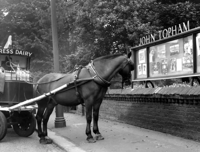 Framed Print : John Topham Showcase in Sidcup - Main Road and horse drawing cart for the Express Dairy Framed Print : John Topham Showcase in Sidcup - Main Road and horse drawing cart for the Express Dairy