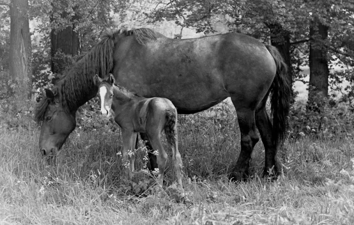 Framed Print : John Topham slide show John Topham presentation Topham lecture New Forest mare Framed Print : John Topham slide show John Topham presentation Topham lecture New Forest mare