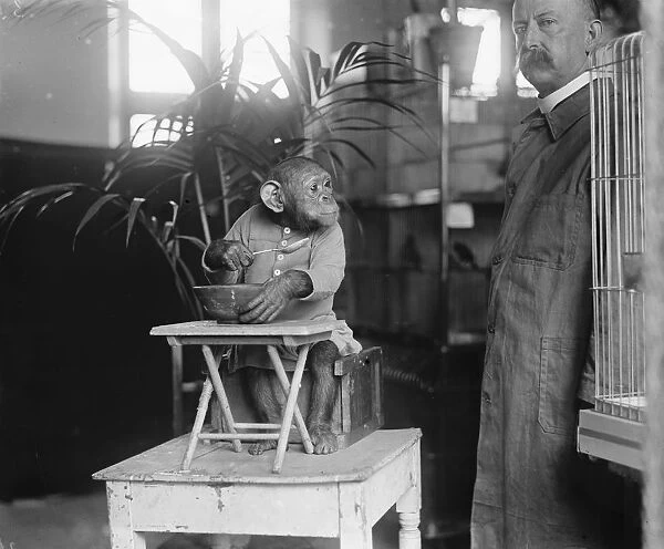 John Willie, the wonderful chimpanzee at Derry and Toms zoo 18 June 1921