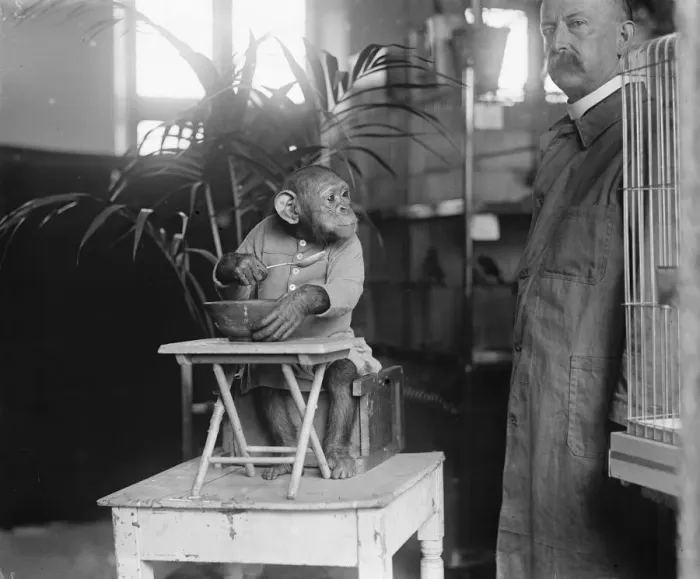 Framed Print : John Willie, the wonderful chimpanzee at Derry and Toms zoo 18 June 1921 Framed Print : John Willie, the wonderful chimpanzee at Derry and Toms zoo 18 June 1921