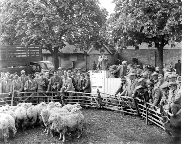 Framed Print : A judge in the Sheep auction ring at Tenterden. 3rd May 1948 Framed Print : A judge in the Sheep auction ring at Tenterden. 3rd May 1948